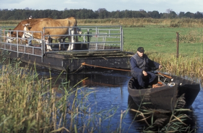 vervoer over water koeien