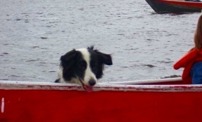 耳语船上允许带狗