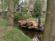 transporting cane for the thatched roofs